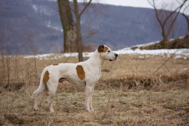 istock dog portrait in winter, 1293060064
