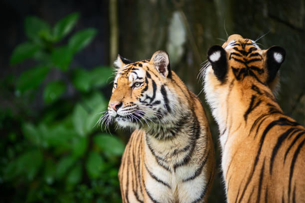 istock Photos of tiger naturally. 1293060127