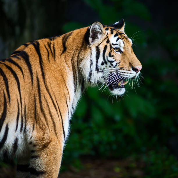 istock Photos of tiger naturally. 1293060156