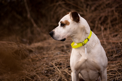 Beautiful american pitbull terrier, bad weather, mud, electronic collar
