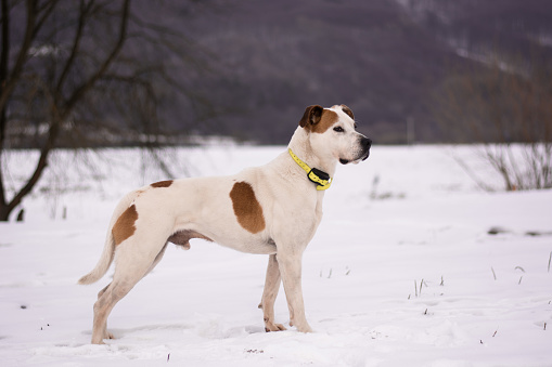 Beautiful american pitbull terrier with ecollar, electric, electronic training hunter
