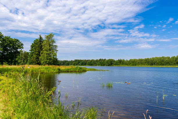 istock Summer landscape with lake, forest and blue sky clouds 1293060177