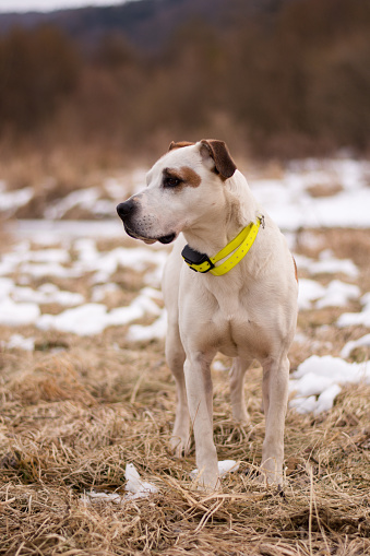 Beautiful american pitbull terrier, bad weather, mud, electronic collar