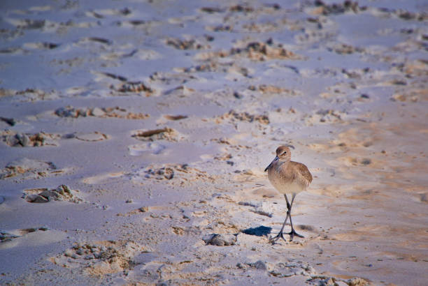 A Willet Bird on Destin Beach, in the panhandle of Florida