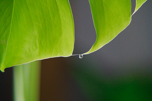 a close up water drop on the top of fresh green monstera leaf