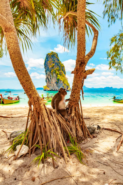 praia tropical na província de krabi, tailândia - phuket province - fotografias e filmes do acervo
