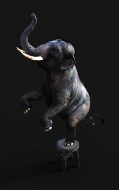 istock Elephant standing one leg on a small stool with clipping path. 1293064588