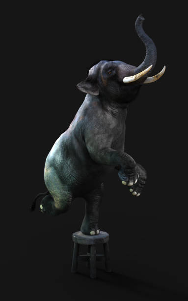 istock Elephant standing one leg on a small stool with clipping path. 1293064589