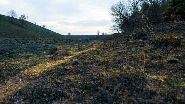 istock A dirt road on a burnt-out field 1293065496
