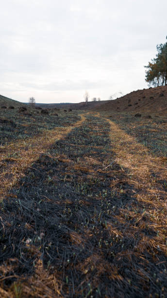 istock A dirt road on a burnt-out field 1293065512