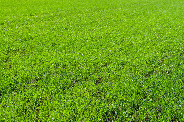 istock Sun-drenched green grass in perspective. Winter rye or wheat. 1293065698