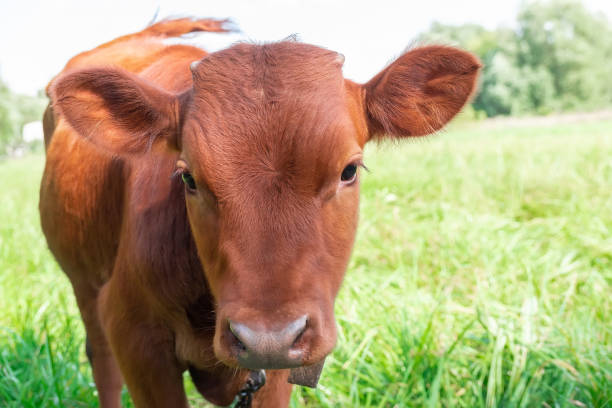 istock calf in the meadow. 1293068150