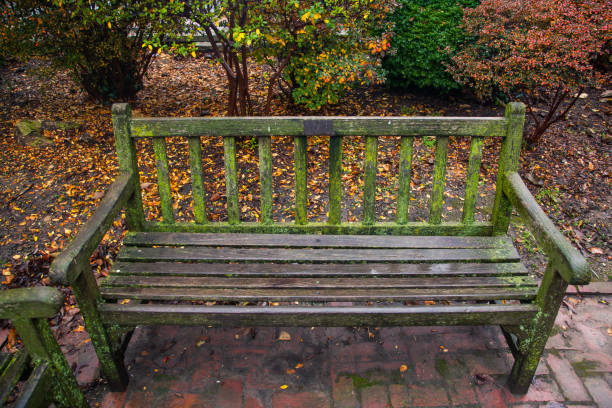 istock Old moss-covered wet wooden bench in autumn park 1293068216