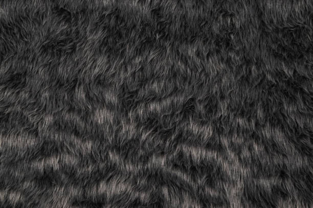istock Top view of fur texture background, grey fur pattern texture 1293068238