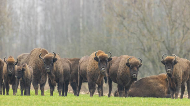 istock European Bison herd in snowless winter 1293069120