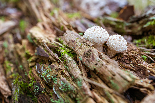 Lycoperdon echinatum, commonly known as the spiny puffball or the spring puffball, is a type of puffball mushroom in the genus Lycoperdon.