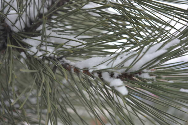 branches écrites parfumées d’un arbre de noël vert, pin noble avec de grands ishols, saupoudré de neige blanche de noël en décembre. - pine nut tree pine tree pine cone photos et images de collection