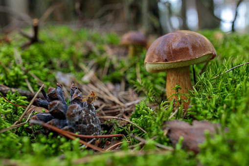 Imleria badia, commonly known as the bay bolete, in the moss and under the fern in the middle of forest.