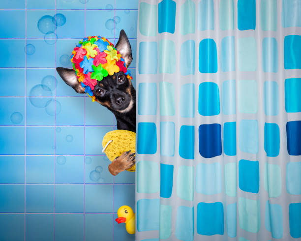 dog in bathtub under shower celaning and washing prague ratter dog under shower with cap, in bathtub , washing and cleaning with sponge pražský krysařík stock pictures, royalty-free photos & images