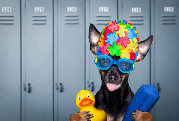 istock dog swim cap and goggles in locker room 1293078148