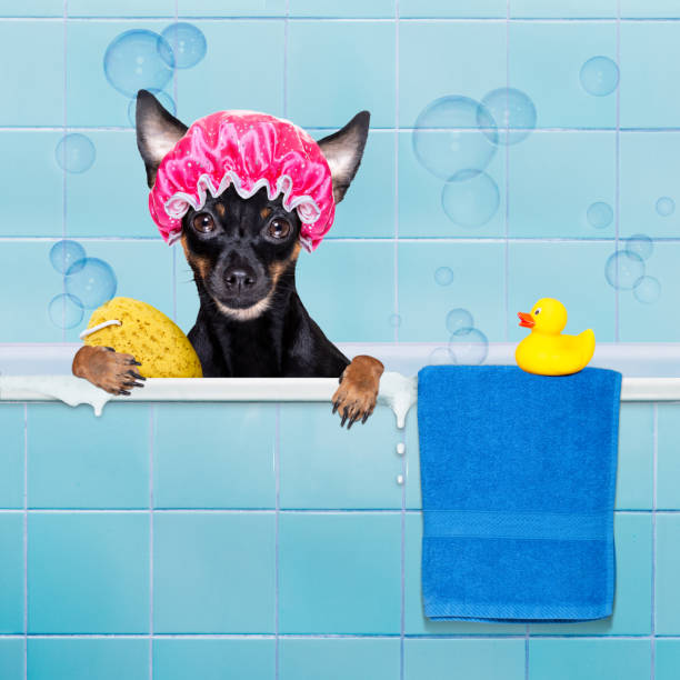 istock dog in bathtub under shower celaning and washing 1293078162
