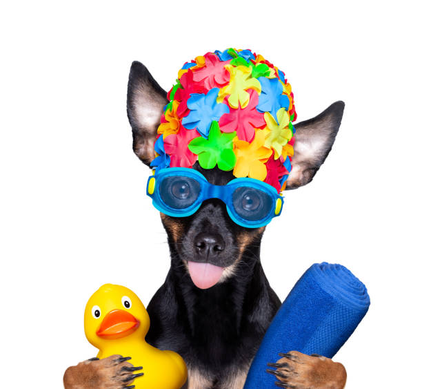 dog swim cap and goggles prague ratter dog  , with swim cap and goggles with rubber plastik duck, ready for the swimming pool, isolated on white background pražský krysařík stock pictures, royalty-free photos & images