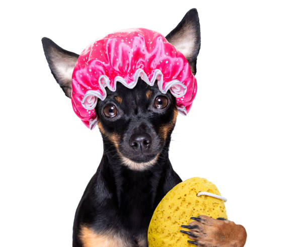 istock dog in bathtub under shower celaning and washing 1293078181