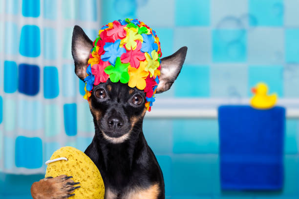 istock dog in bathtub under shower celaning and washing 1293078195
