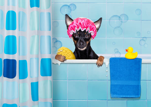 istock dog in bathtub under shower celaning and washing 1293078220