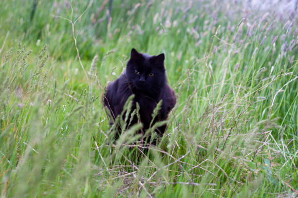 istock Black Housecat Running through the Tall Grass 1293079306