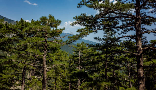 istock Mountain landscape in summer 1293079546