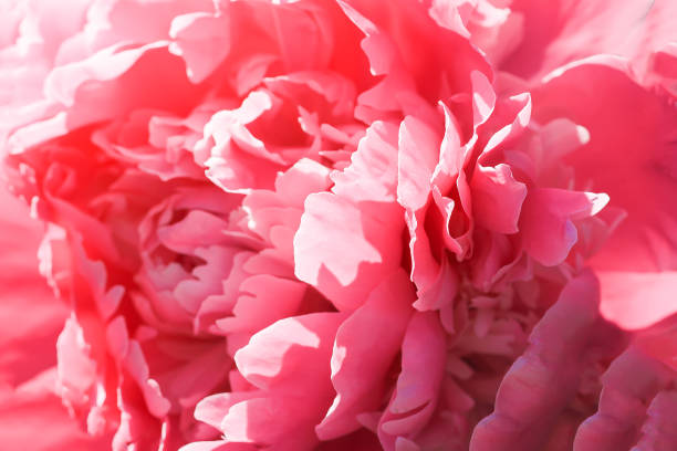 istock Beautiful spring peony flowers in the summer garden 1293080116