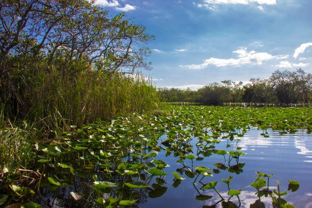 Airboat ride at Everglades National Park in USA. Wild nature, animals and tropical flowers. Lily Pads in the foreground
