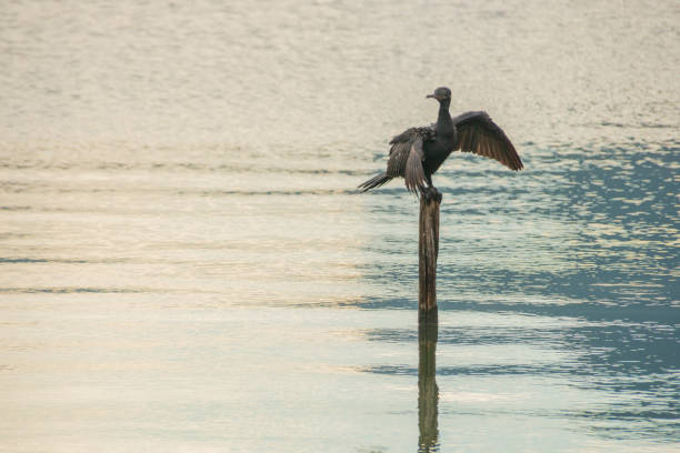 uccello noto come cormorano, in piedi su un tronco di legno che si asciuga dopo un tuffo nella laguna di rodrigo de freias a rio de janeiro - crested cormorant foto e immagini stock