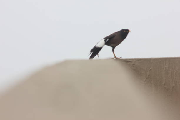Two Killdeer shorebirds, Charadrius vociferus, on the sandy beach of Lake Michigan.  One bird is facing away from the camera the other is looking at the other bird.