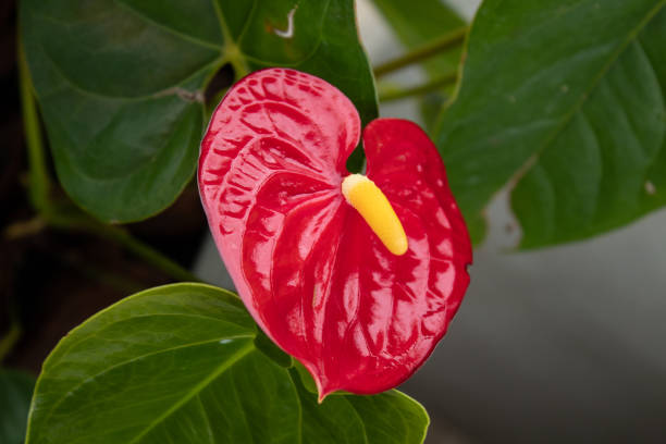 istock Red Anthurium flower isolated in garden 1293085605