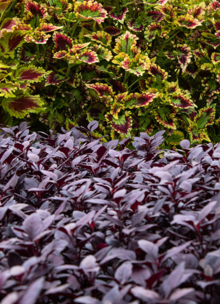 istock Texture with colorful coleus leaves and Penicillin leaves 1293085650