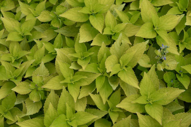 istock Natural texture with yellowish-green leafy shrubs 1293085672