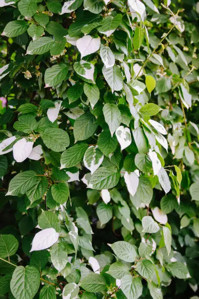 White and green leaves of creeper Actinidia kolomikta, Actinidiaceae or variegated-leaf hardy kiwi.