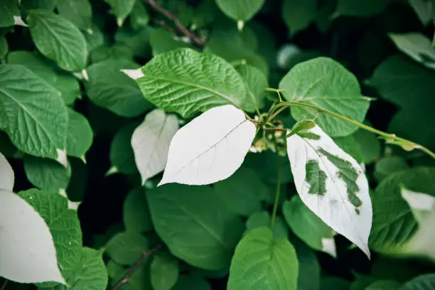 White and green leaves of creeper Actinidia kolomikta, Actinidiaceae or variegated-leaf hardy kiwi.