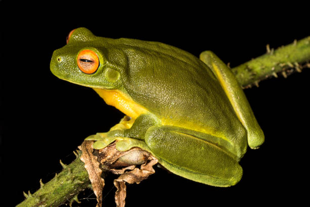 istock Australian Red-eyed Tree Frog 1293088445