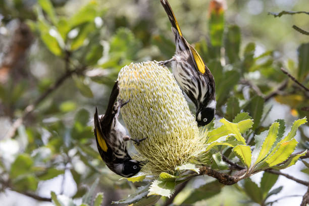 istock New Holland Honeyeater 1293088447