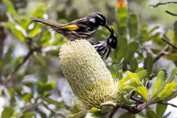 istock New Holland Honeyeater 1293088452