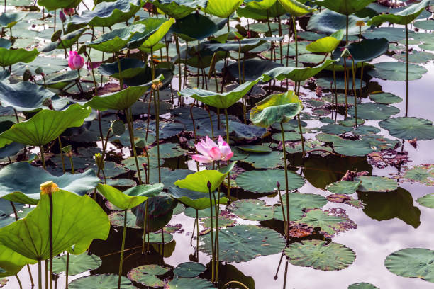 istock waterlily in a garden pond 1293089286