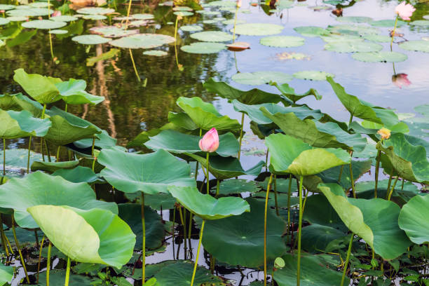 istock waterlily in a garden pond 1293089401