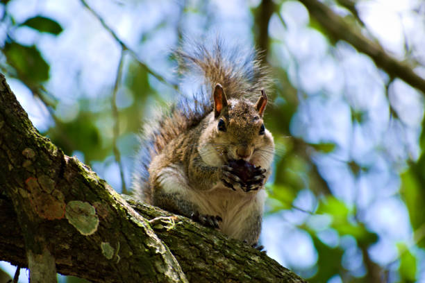 istock A Squirrel Enjoys Food on The Tree 1293089406