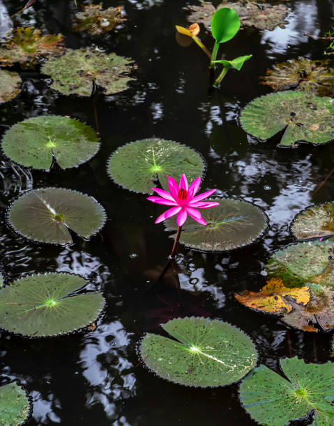 istock Water lily (nuphar lutea) on the Japanese pond. 1293089462