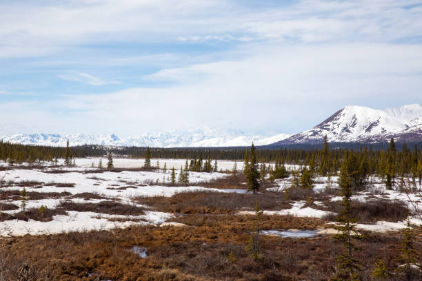 istock Rugged spring landscape of Denali National Park, Alaska 1293089507