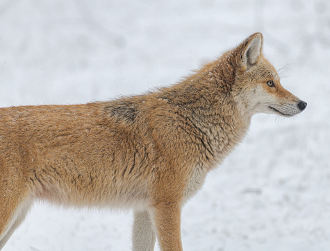 A Close up image of a Coyote in winter scene