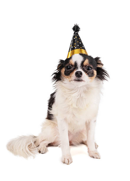 istock Chihuahua with a party ha 1293092798